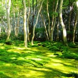 Gio-ji