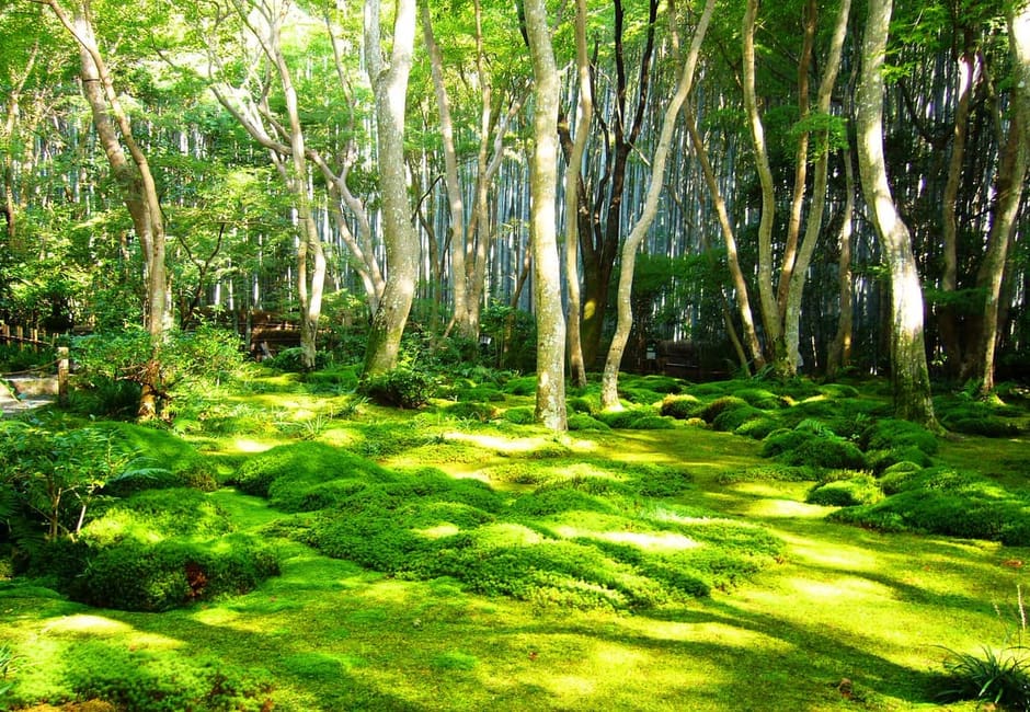The bright green moss garden of Gio-ji under thin maple trunks