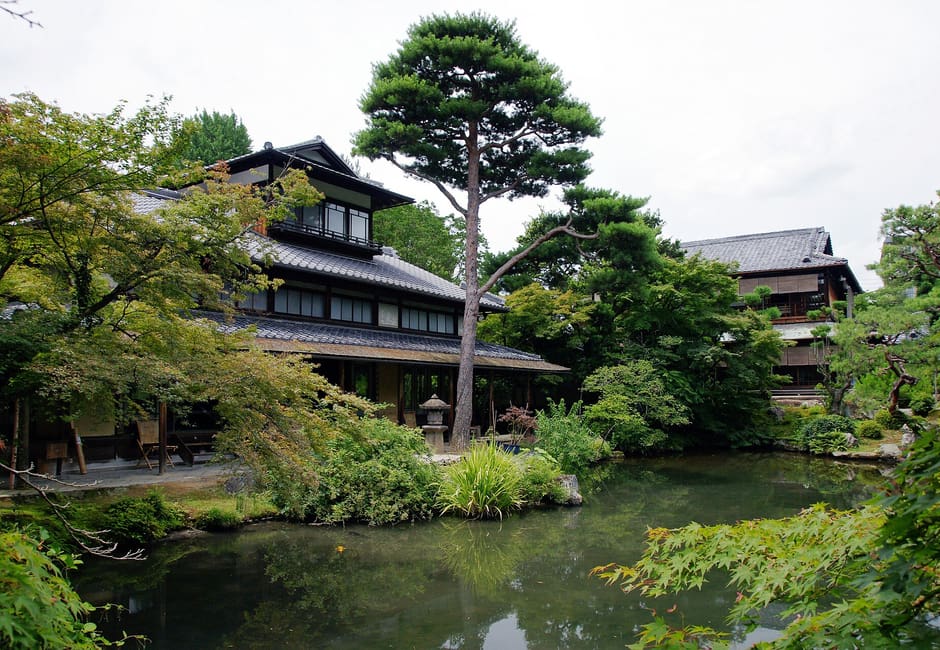 Hakusasonso's pond garden with a tall pine and Hashimoto Kansetsu's wooden house behind it