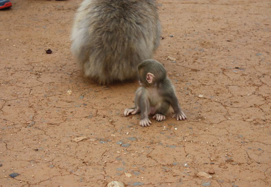 A Japanese macaque and its baby on the ground at Iwatayama Monkey Park