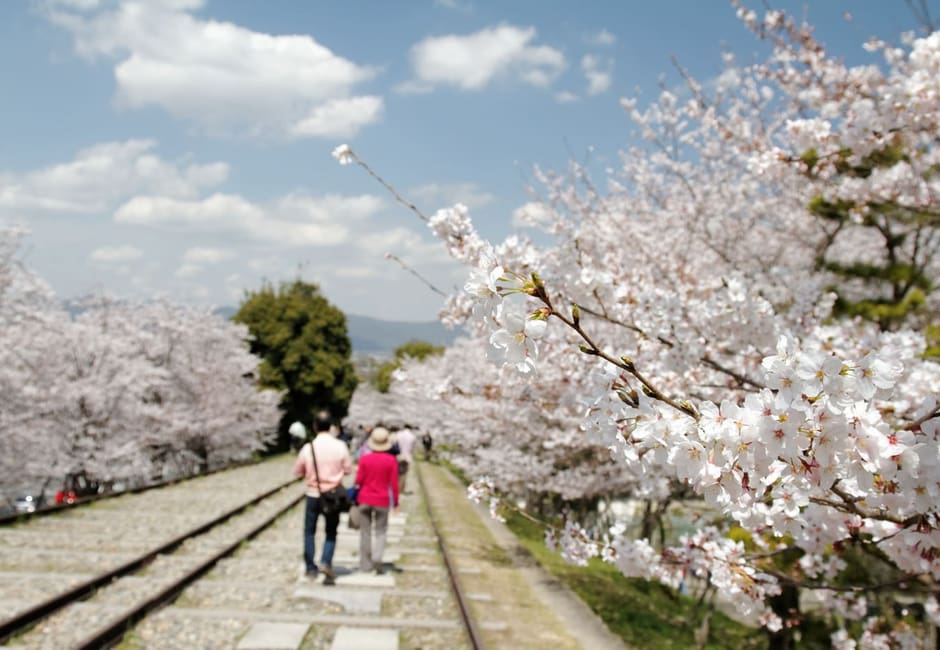 Visitors walking the old rails of the Keage Incline under cherry blossoms