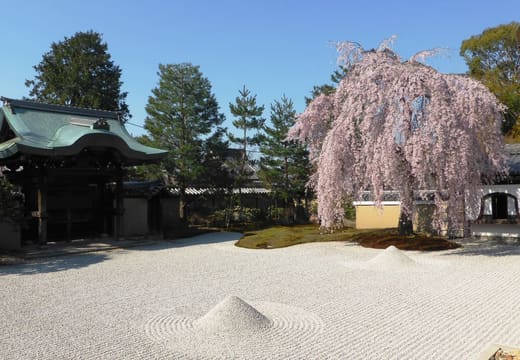 The raked gravel garden of Kodai-ji's Hojo with a weeping cherry in bloom