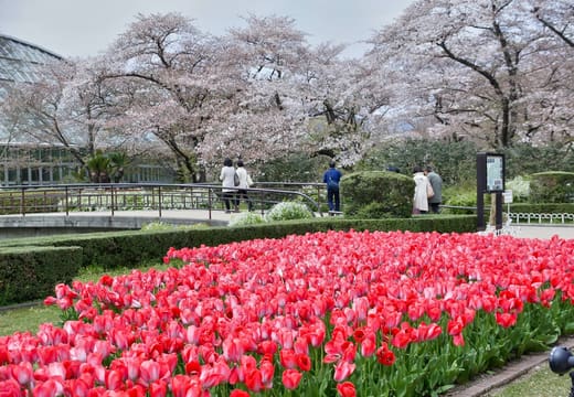 Beds of red tulips below blossoming cherry trees at the Kyoto Botanical Gardens