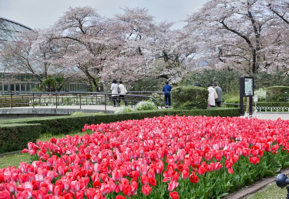 Beds of red tulips below blossoming cherry trees at the Kyoto Botanical Gardens