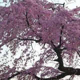 Maruyama Park