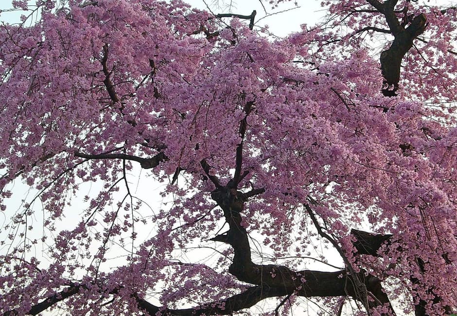 The branches of the large weeping cherry tree in Maruyama Park in full bloom