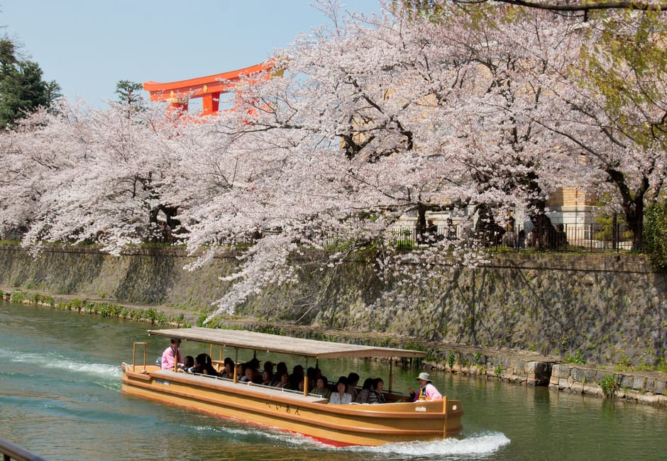 A boat on the Okazaki Canal under cherry blossoms, with the great Heian Shrine torii rising above the trees