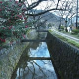 Philosopher's Path