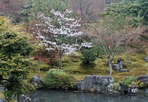 The Sogenchi pond garden of Tenryu-ji with rocks and a cherry tree in bloom